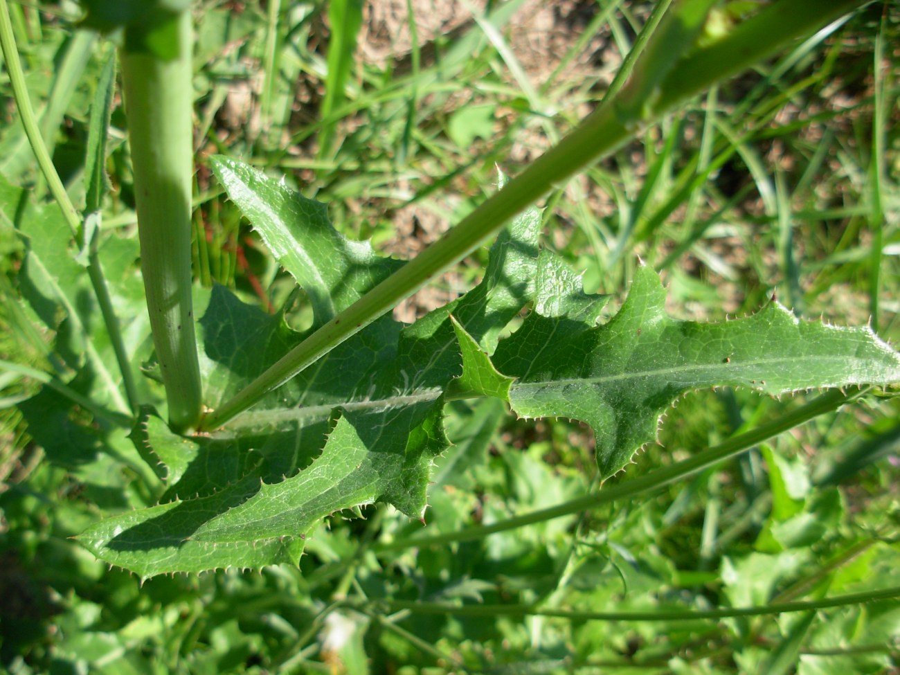 Sonchus arvensis L. subsp. arvensis / Grespino dei campi